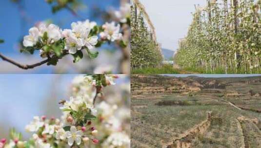 静宁苹果春季花苞绽放盛开高清在线视频素材下载