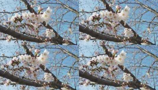 纯白色的樱花高清在线视频素材下载