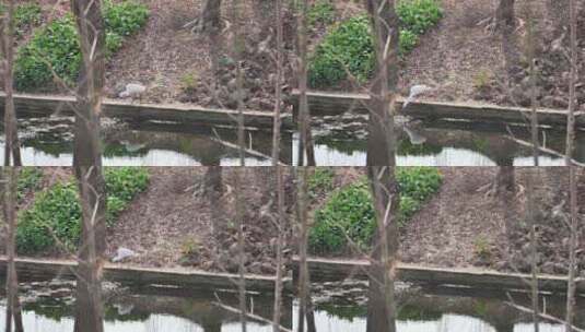白鹭池塘边觅食水质检测鸟高清在线视频素材下载