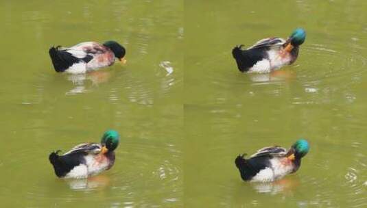 一只公鸭在水中整理羽毛高清在线视频素材下载