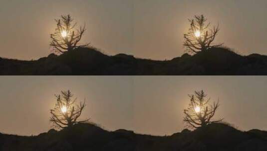 山顶上一棵孤独枯树落日夕阳落幕荒凉高清在线视频素材下载