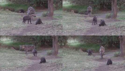 肯尼亚马赛马拉，一只鬣狗妈妈和小狗走出巢高清在线视频素材下载