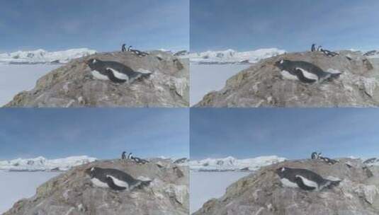 南极洲巴布亚企鹅休息在巢静态拍摄高清在线视频素材下载