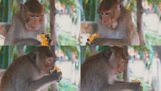 泰国丛林中吃玉米的猴子高清在线视频素材下载