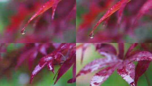 枫叶、雨水、特写、水滴高清在线视频素材下载