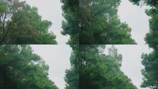 阴天仰拍马路树林天空高清在线视频素材下载
