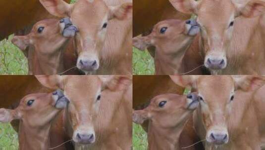 农村里母牛与牛犊的亲昵瞬间高清在线视频素材下载