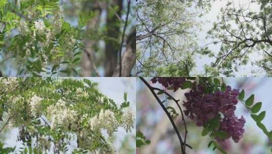 春天槐树花特写镜头合集高清在线视频素材下载