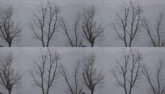 冬天的枯树与城市高清在线视频素材下载