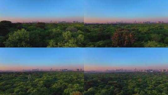 中国辽宁沈阳北陵公园生态城市摩天大楼高清在线视频素材下载