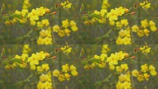 早春迎春花清明花小黄花花簇花瓣花蕊植物高清在线视频素材下载