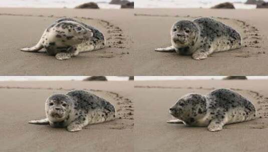 海滩上的海豹特写高清在线视频素材下载