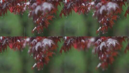 雨滴落在树叶上高清在线视频素材下载