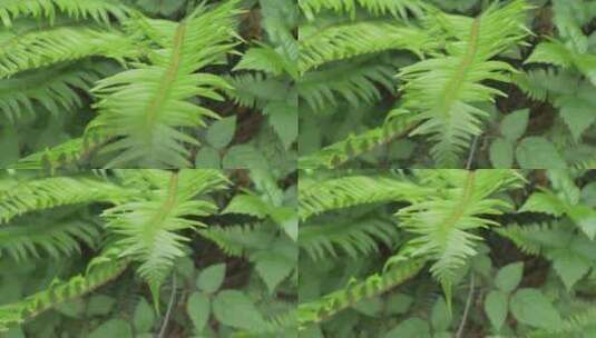 蕨类植物的特写镜头高清在线视频素材下载
