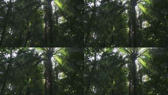 茂盛的热带雨林高清在线视频素材下载