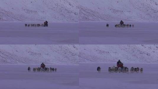 爱斯基摩狗拉着雪橇走在雪地上高清在线视频素材下载