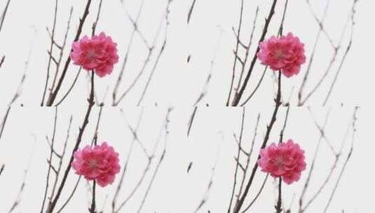 桃花花朵高清在线视频素材下载