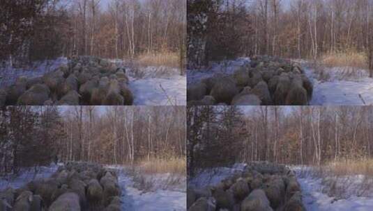 雪地中羊群走过跟拍高清在线视频素材下载