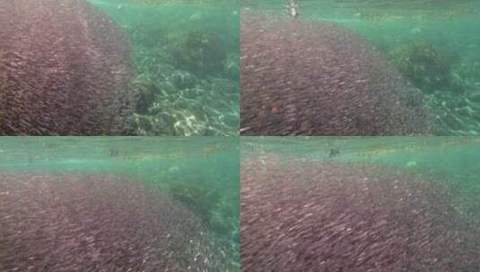 海底游行的鱼群高清在线视频素材下载