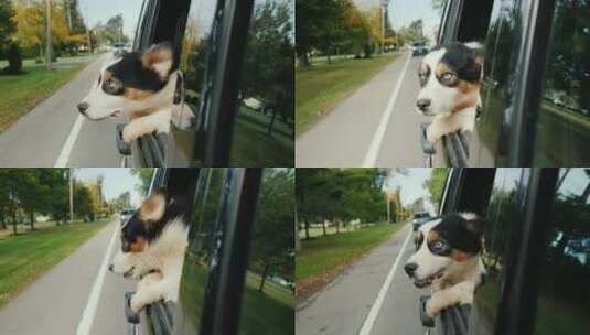 车窗里的快乐的小狗高清在线视频素材下载