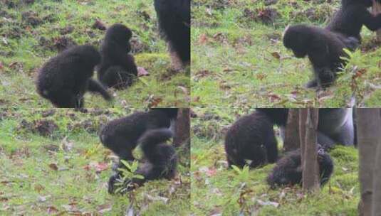 小猩猩在地上玩耍高清在线视频素材下载