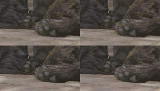 小黑狗放松爪子的特写镜头高清在线视频素材下载