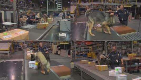 警犬检查运输的包裹高清在线视频素材下载