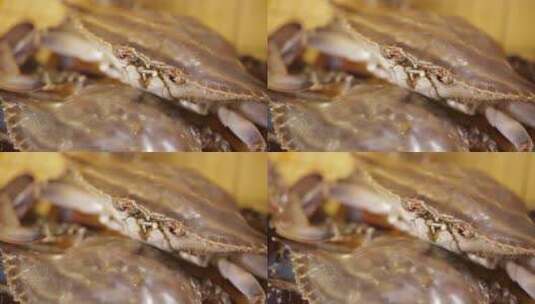 螃蟹壳外壳特写高清在线视频素材下载