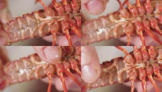 白腹白肚子小龙虾高清在线视频素材下载