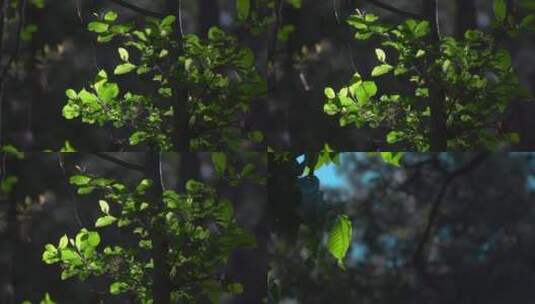 叶子慢镜头视频绿色的树叶子在风中摇动高清在线视频素材下载