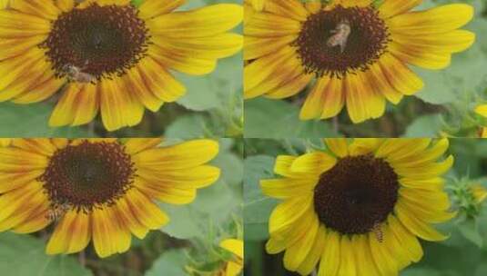 蜜蜂采蜜向日葵花园花海薰衣草花丛高清在线视频素材下载