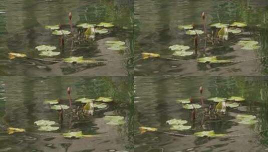 睡莲下的锦鲤高清在线视频素材下载