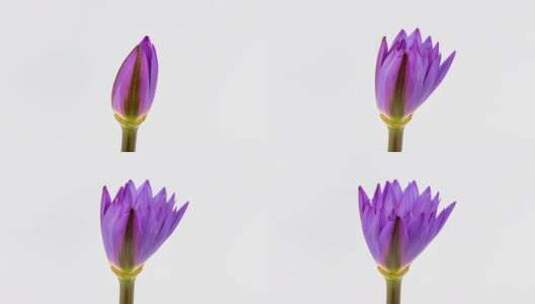 紫色的睡莲在白色背景上的绽放延时高清在线视频素材下载