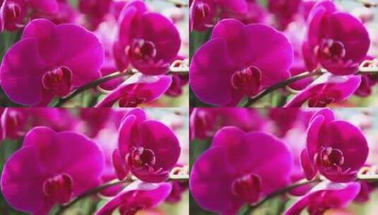 花卉市场花卉高清在线视频素材下载