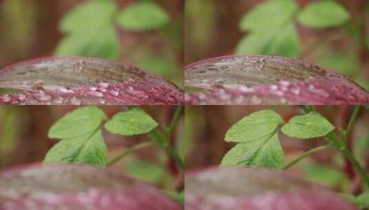 植物上的水珠高清在线视频素材下载