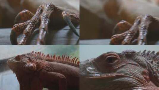 【镜头合集】冷血动物蜥蜴爪子眼睛高清在线视频素材下载