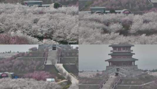 孤柏渡飞黄旅游区樱花园鲜花盛开高清在线视频素材下载