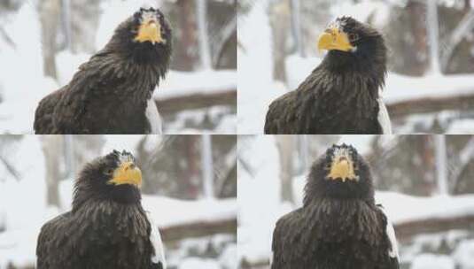雪中的鹰特写镜头高清在线视频素材下载