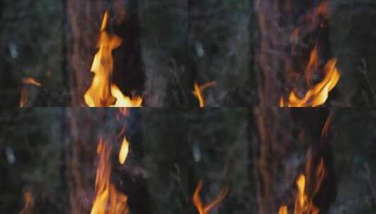树干前的篝火高清在线视频素材下载