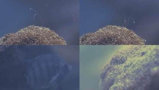 海洋生物高清在线视频素材下载