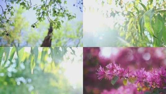 8组唯美逆光花朵树叶空镜素材高清在线视频素材下载