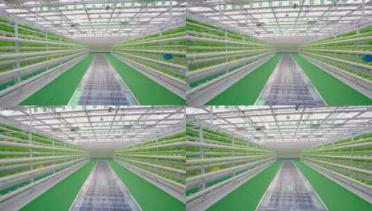 现代化的温室大棚-科技农业-蔬菜生菜种植高清在线视频素材下载