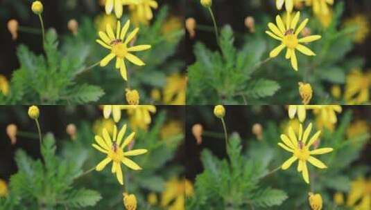 月季花特写高清在线视频素材下载