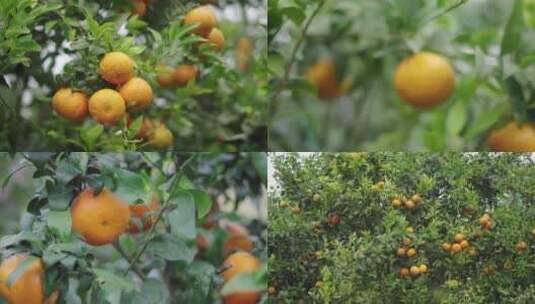 沃柑武鸣水果果园新鲜采摘橘子橙子高清在线视频素材下载