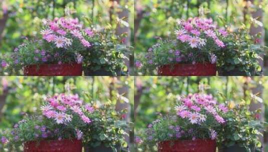 美丽的花朵鹅河菊高清在线视频素材下载