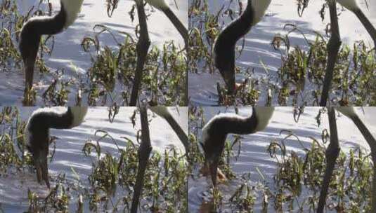 池塘中吃鱼的黑颈鹤特写高清在线视频素材下载