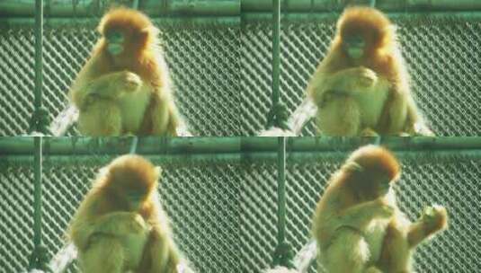 可爱的猴子高清在线视频素材下载