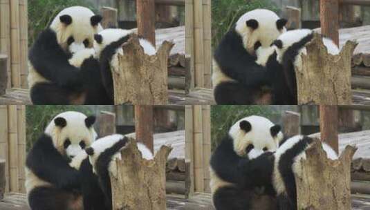 大熊猫一家宝宝和妈妈一起玩耍高清在线视频素材下载