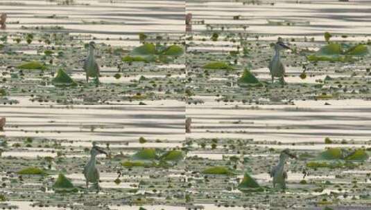 旅游景区 南京玄武湖夜鹭  鸟飞离浮萍  慢高清在线视频素材下载