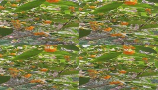 绿色桂花盛开高清在线视频素材下载